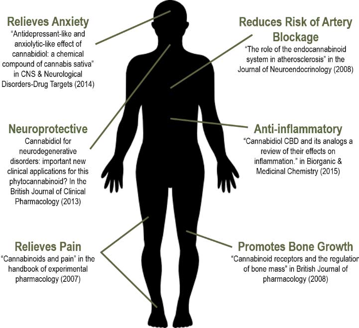 How Does CBD Work In The Body