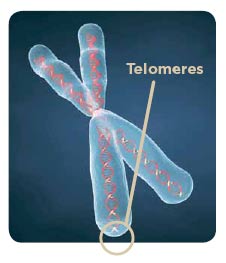 Telomeres 